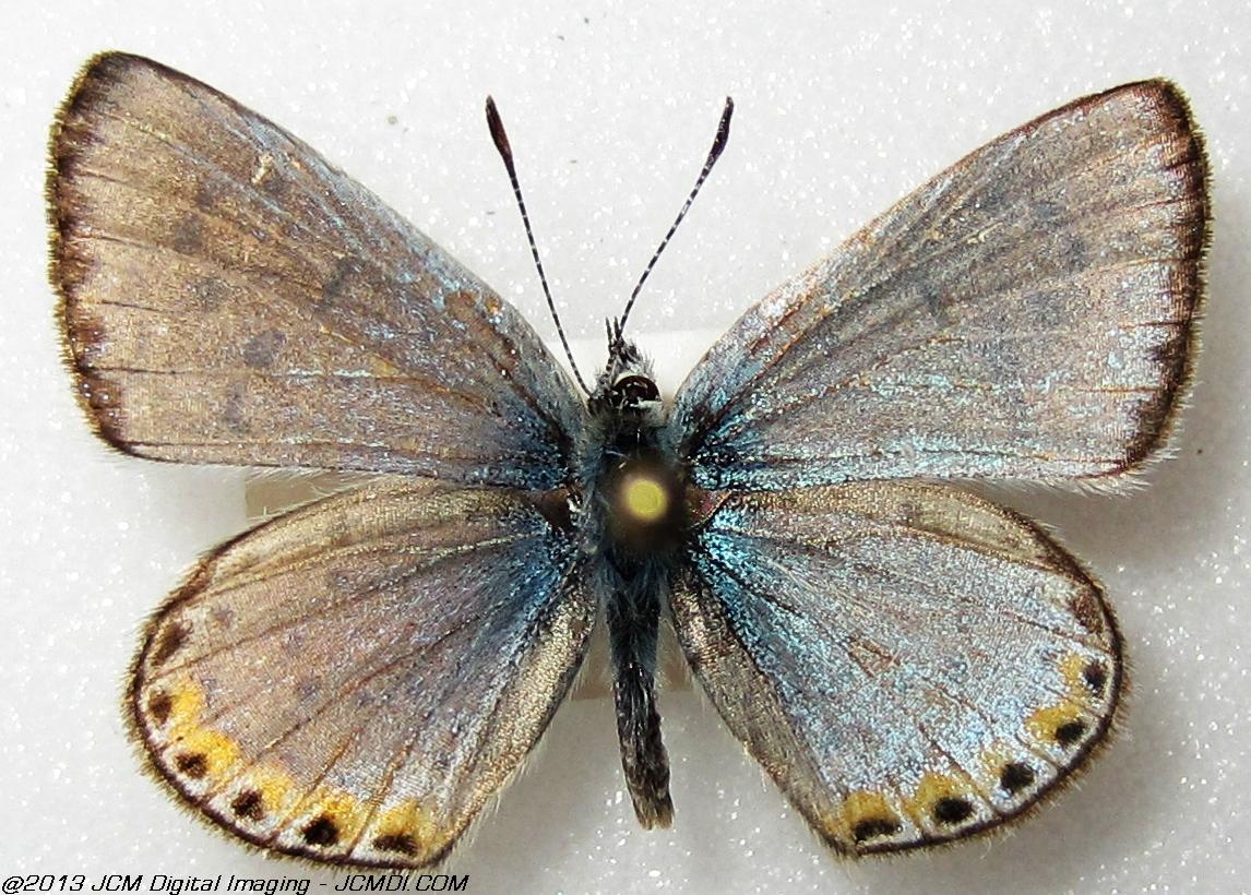 Plebejus chlorina (The Chlorine Blue, Kern Co, Lake Isabella area)